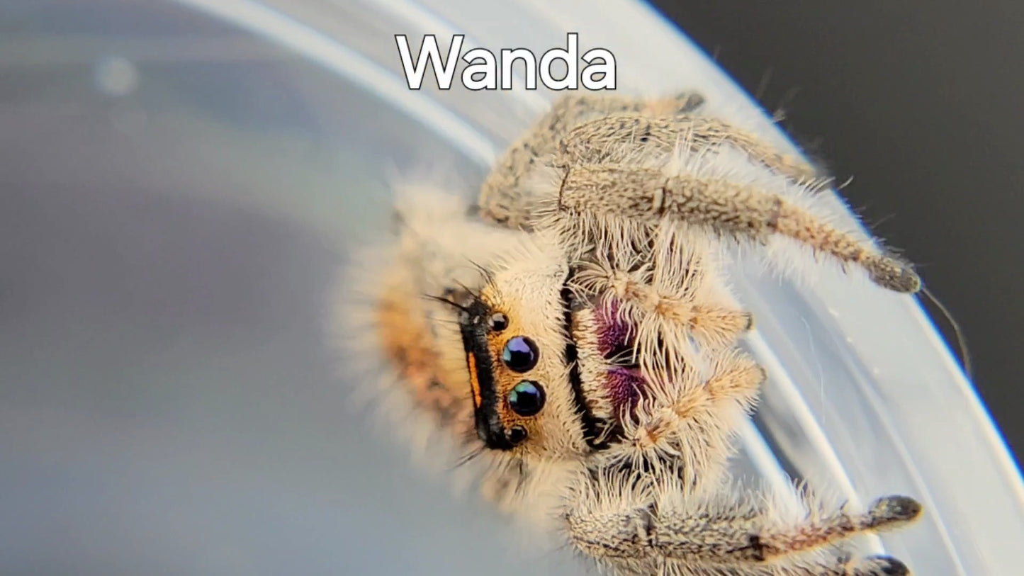 Wanda - Female Regal, Mature Virgin (Shipping Invoiced Separately)