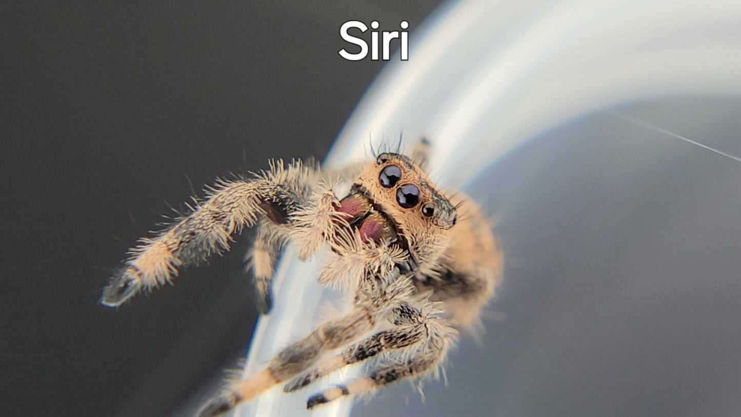 Siri - Female Regal, Juvenile (Shipping Invoiced Separately)