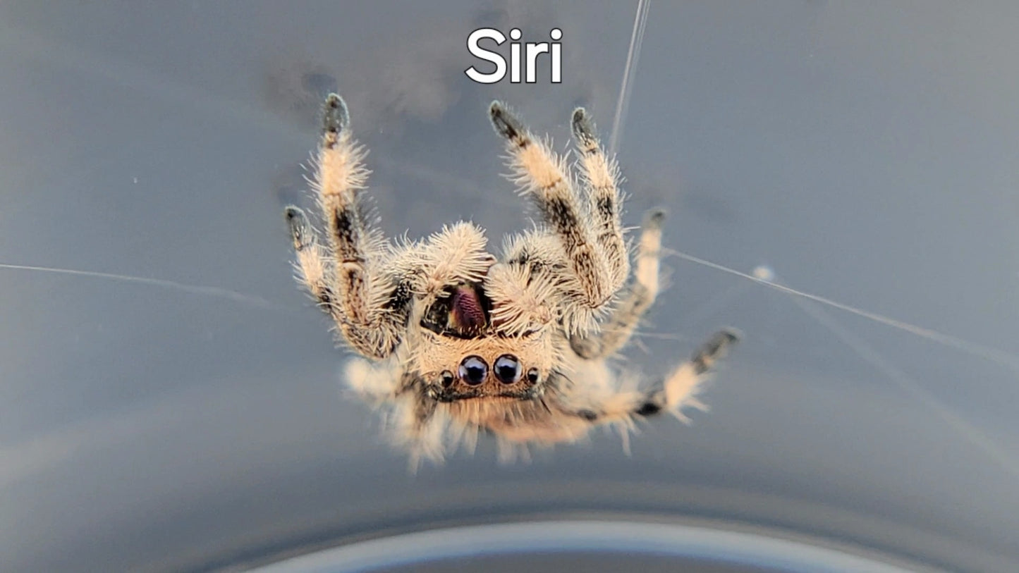 Siri - Female Regal, Juvenile (Shipping Invoiced Separately)