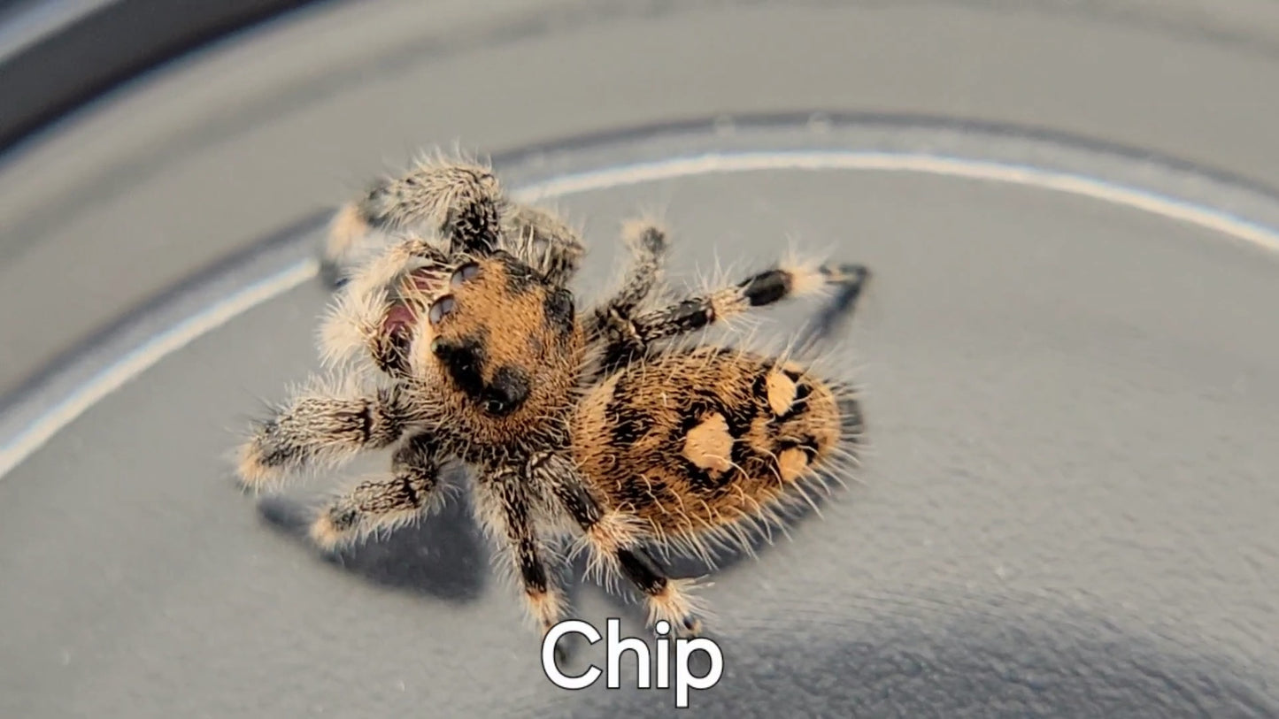 Chip - Female Regal, Juvenile (Shipping Invoiced Separately)