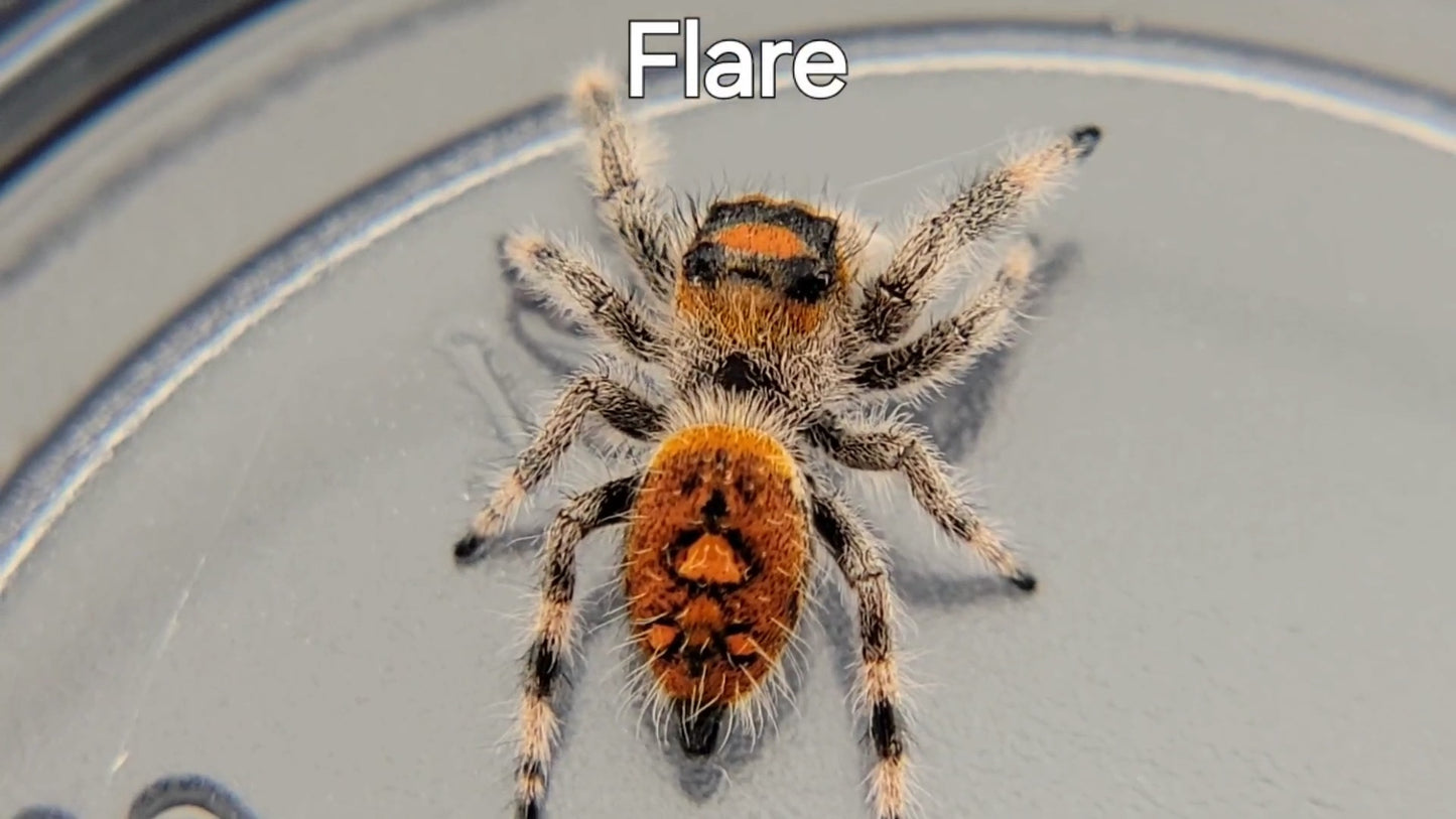 Flare - Female Regal, Juvenile (Shipping Invoiced Separately)