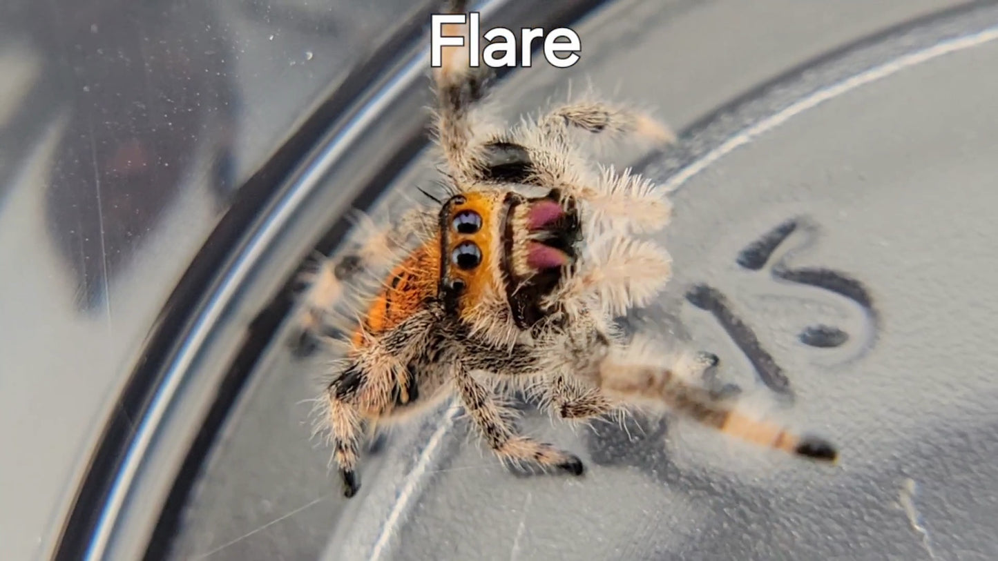 Flare - Female Regal, Juvenile (Shipping Invoiced Separately)