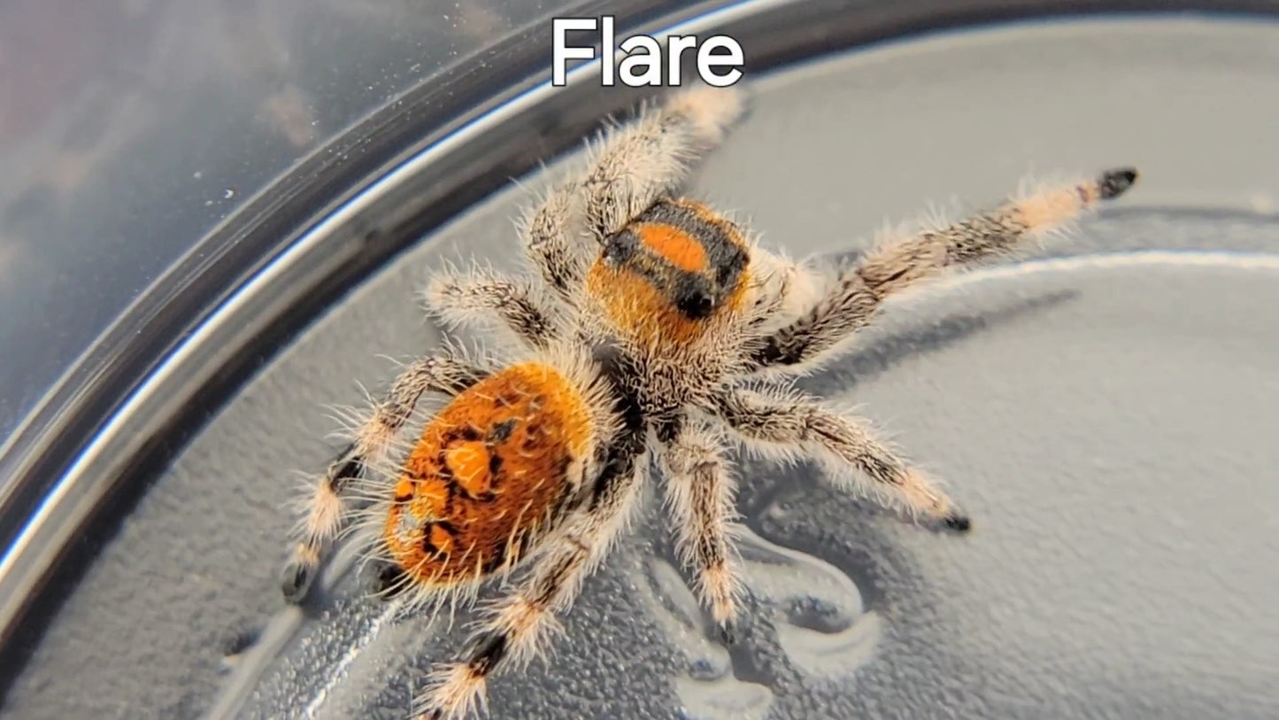 Flare - Female Regal, Juvenile (Shipping Invoiced Separately)