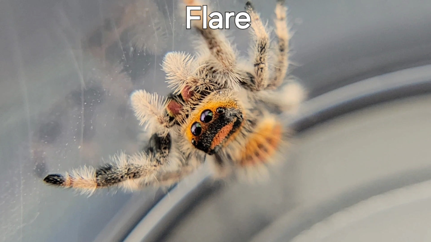 Flare - Female Regal, Juvenile (Shipping Invoiced Separately)