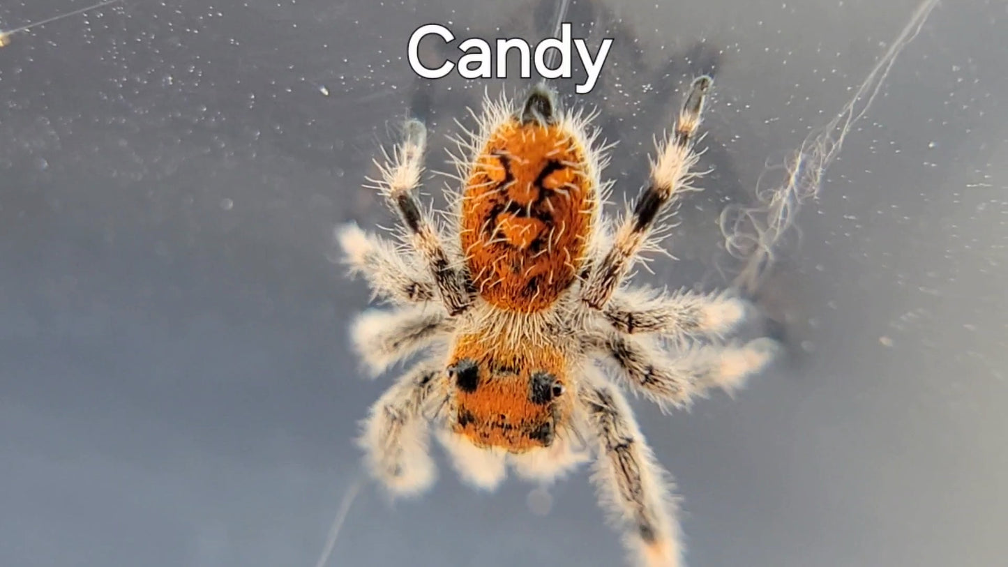 Candy - Female Regal, Juvenile (Shipping Invoiced Separately)