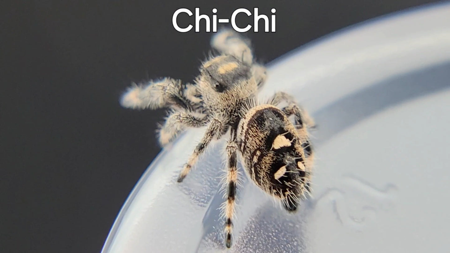 Chi-Chi - Female Regal, Juvenile (Shipping Invoiced Separately)