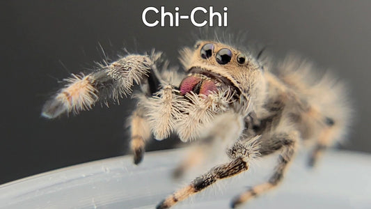 Chi-Chi - Female Regal, Juvenile (Shipping Invoiced Separately)