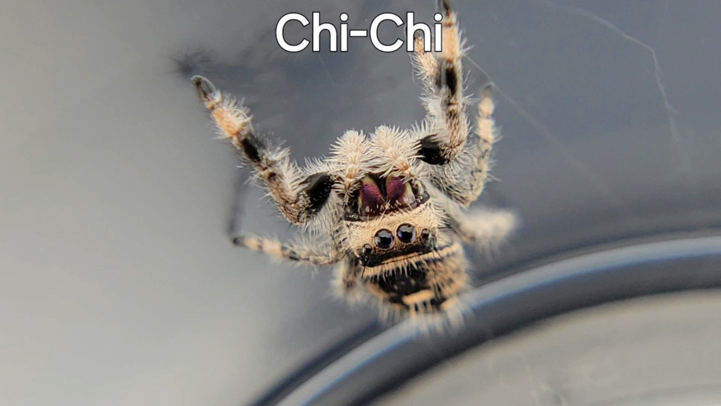 Chi-Chi - Female Regal, Juvenile (Shipping Invoiced Separately)