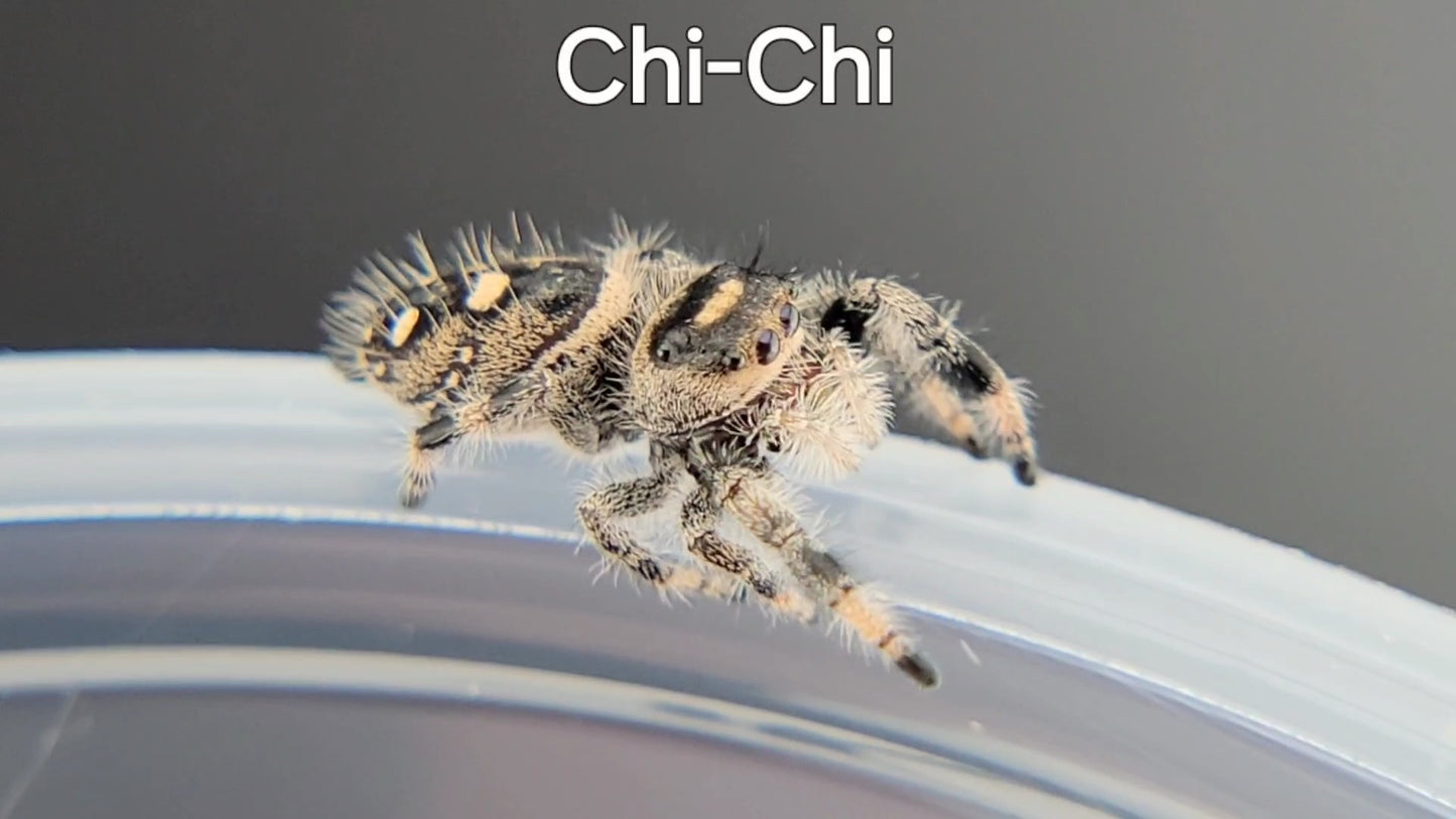 Chi-Chi - Female Regal, Juvenile (Shipping Invoiced Separately)