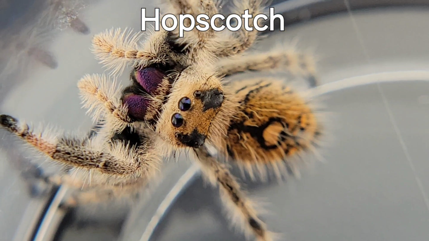 Hopscotch - Female Regal, Mature Virgin (Shipping Invoiced Separately)