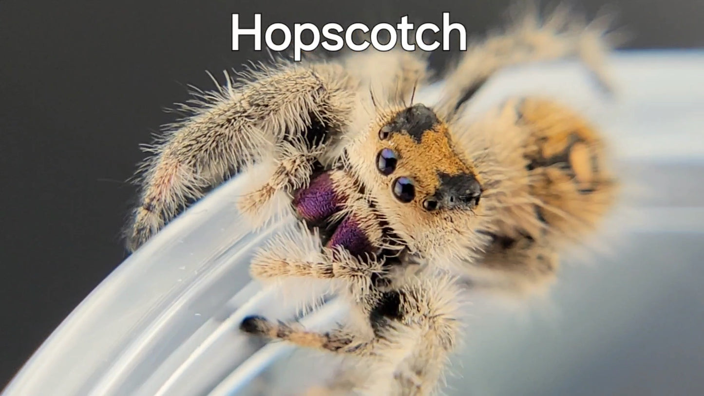 Hopscotch - Female Regal, Mature Virgin (Shipping Invoiced Separately)