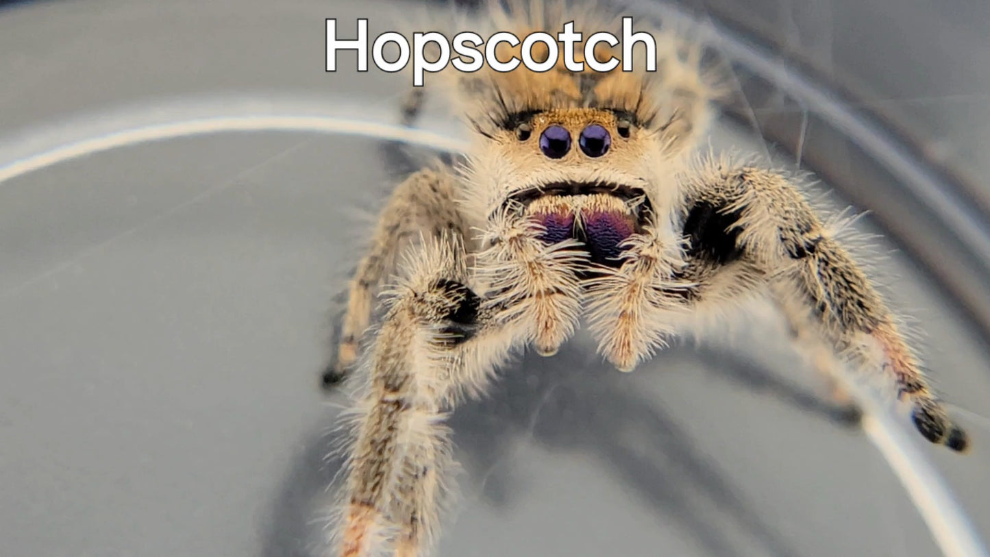 Hopscotch - Female Regal, Mature Virgin (Shipping Invoiced Separately)