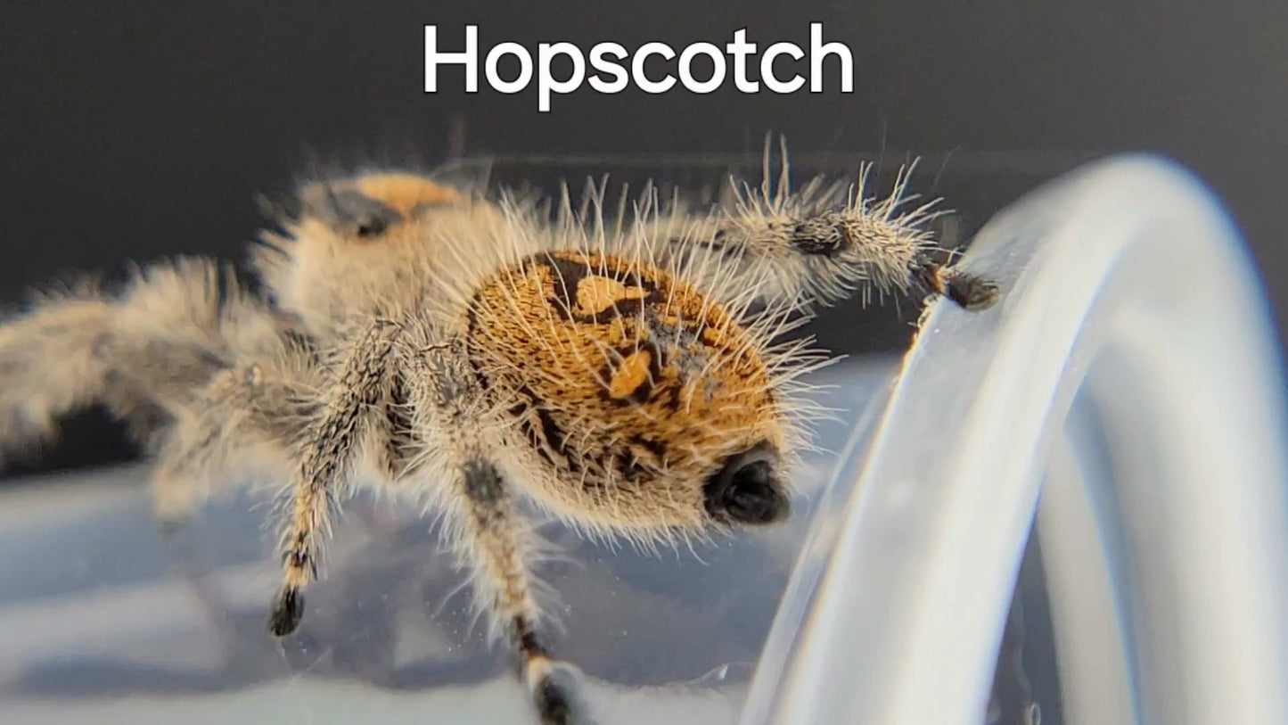 Hopscotch - Female Regal, Mature Virgin (Shipping Invoiced Separately)