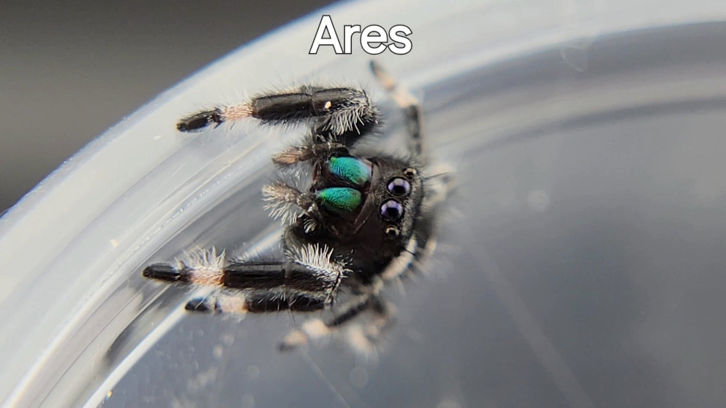 Ares - Male Regal (Shipping Invoiced Separately)