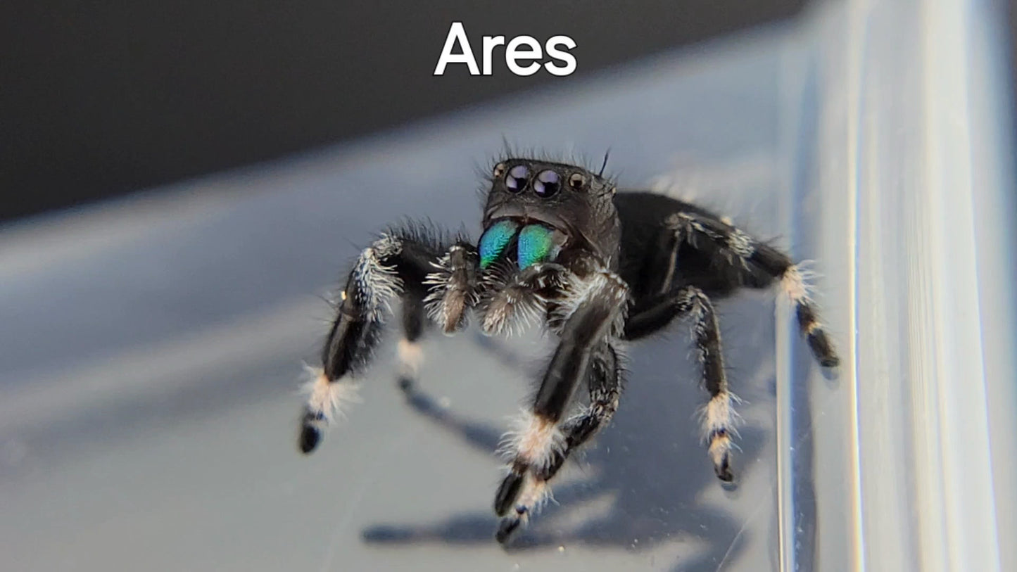 Ares - Male Regal (Shipping Invoiced Separately)