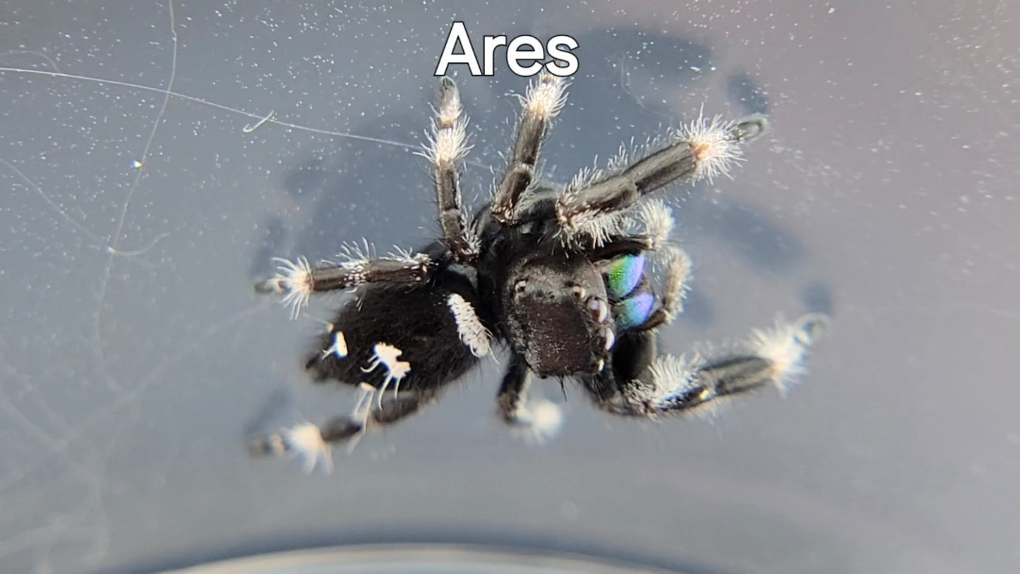 Ares - Male Regal (Shipping Invoiced Separately)