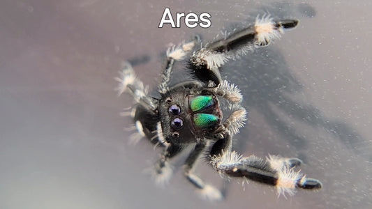 Ares - Male Regal (Shipping Invoiced Separately)