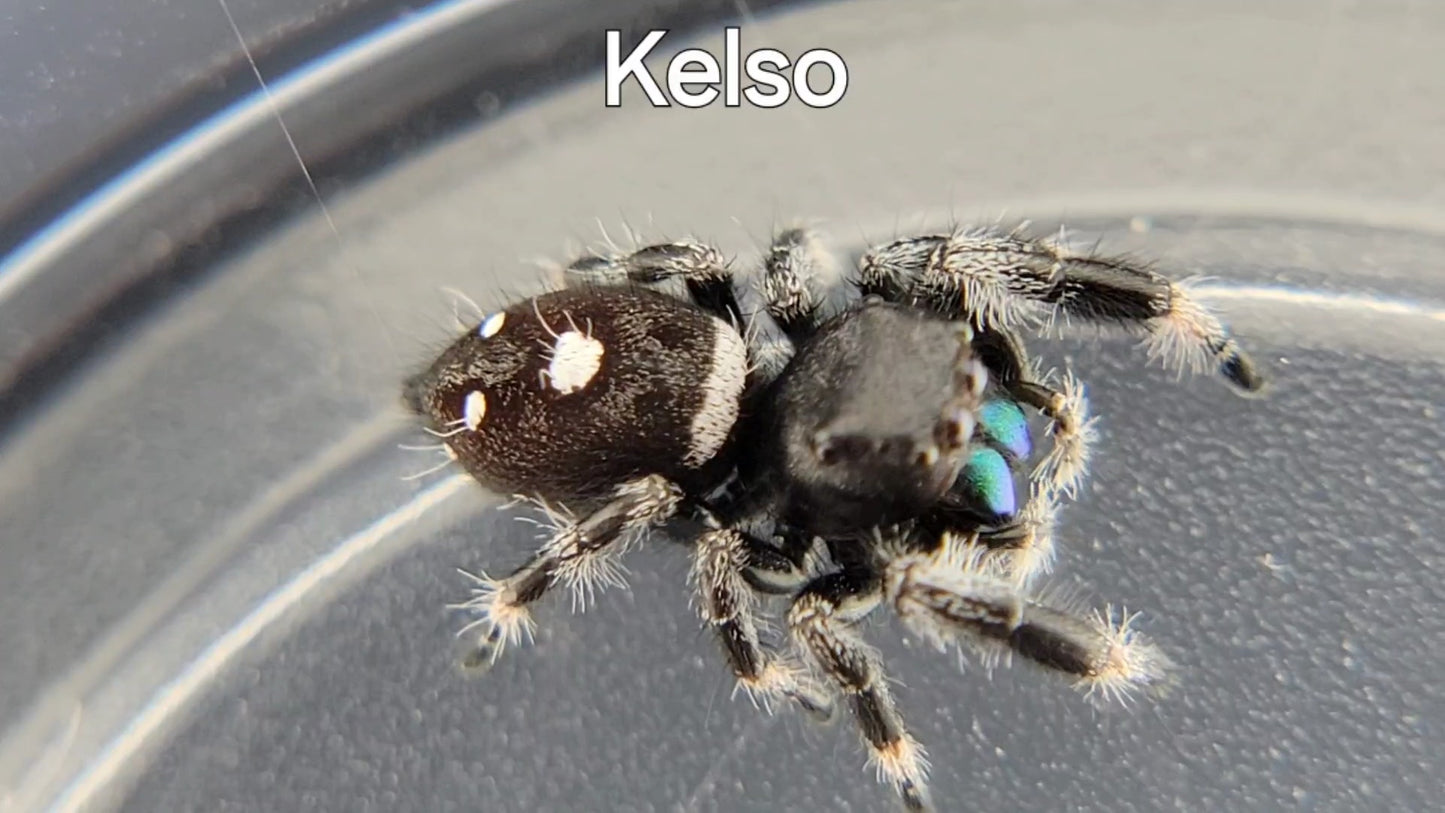 Kelso - Male Regal (Shipping Invoiced Separately)