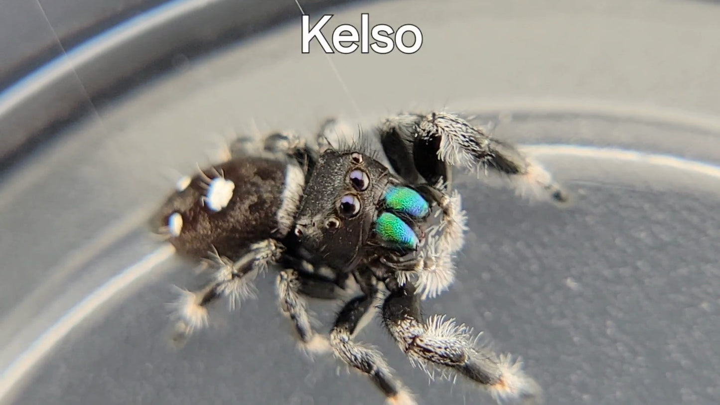 Kelso - Male Regal (Shipping Invoiced Separately)