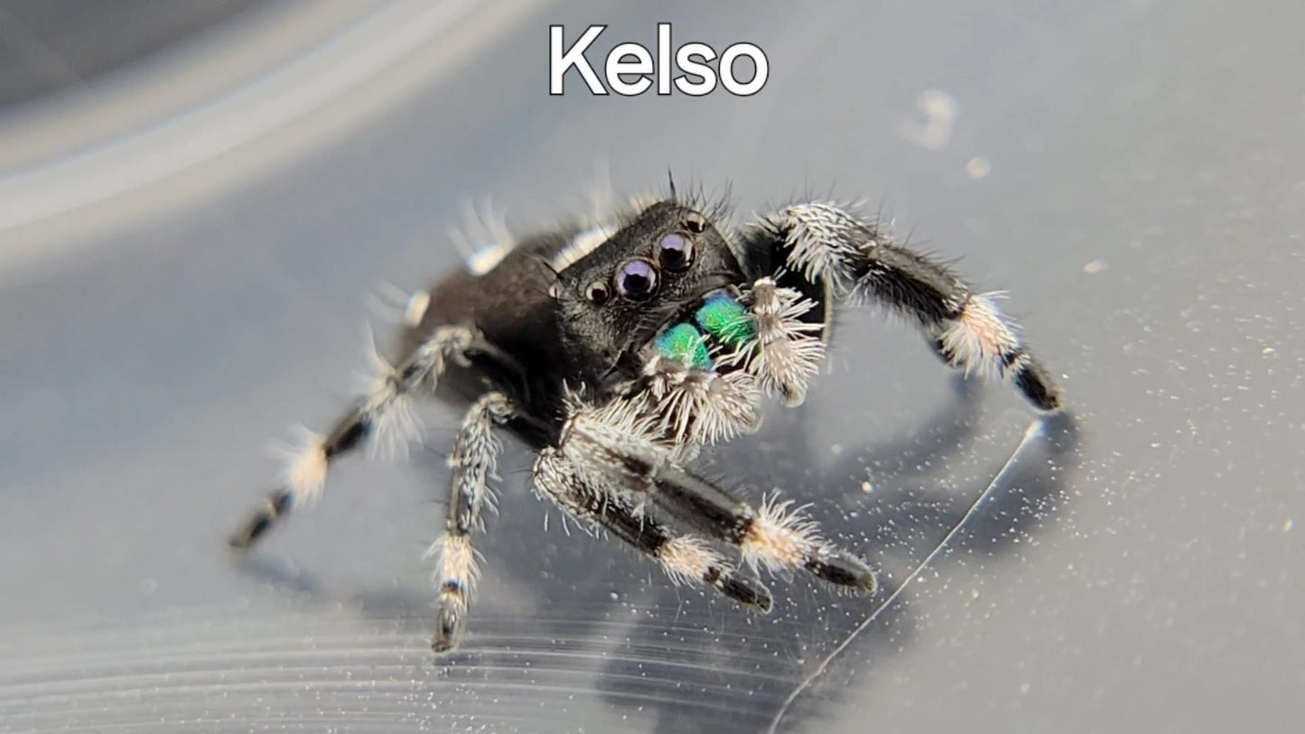 Kelso - Male Regal (Shipping Invoiced Separately)