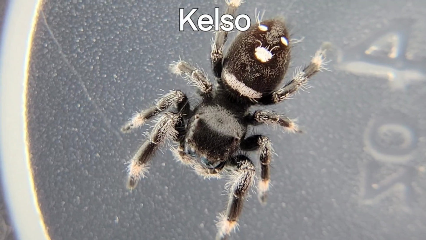 Kelso - Male Regal (Shipping Invoiced Separately)