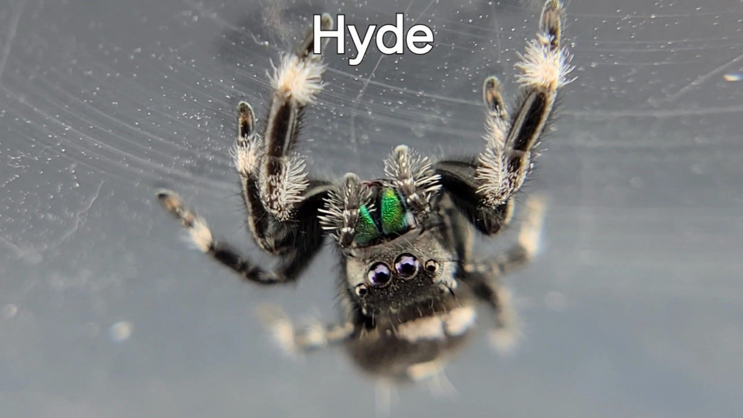 Hyde - Male Regal (Shipping Invoiced Separately)