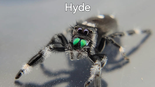 Hyde - Male Regal (Shipping Invoiced Separately)