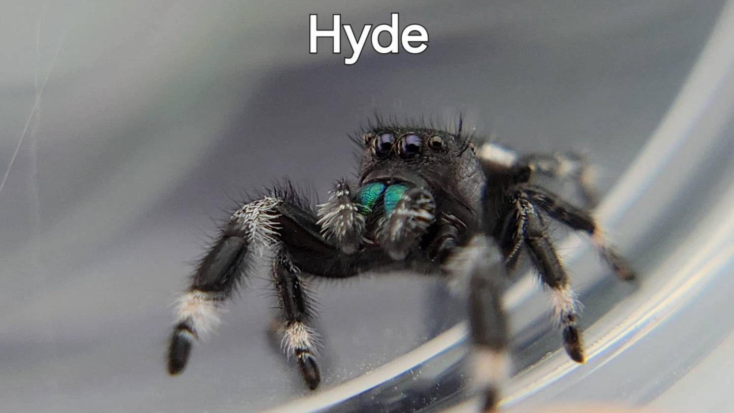 Hyde - Male Regal (Shipping Invoiced Separately)