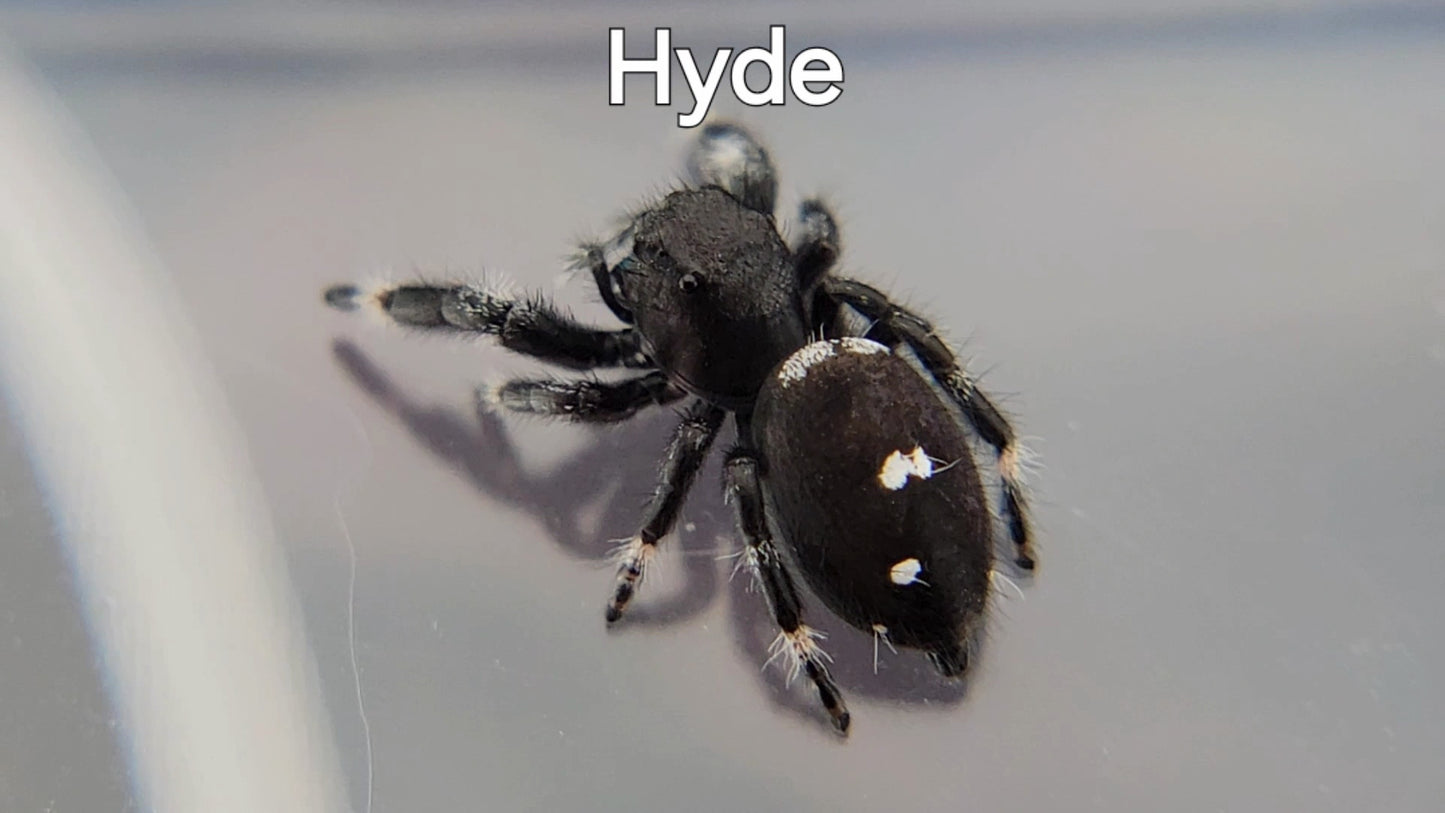 Hyde - Male Regal (Shipping Invoiced Separately)