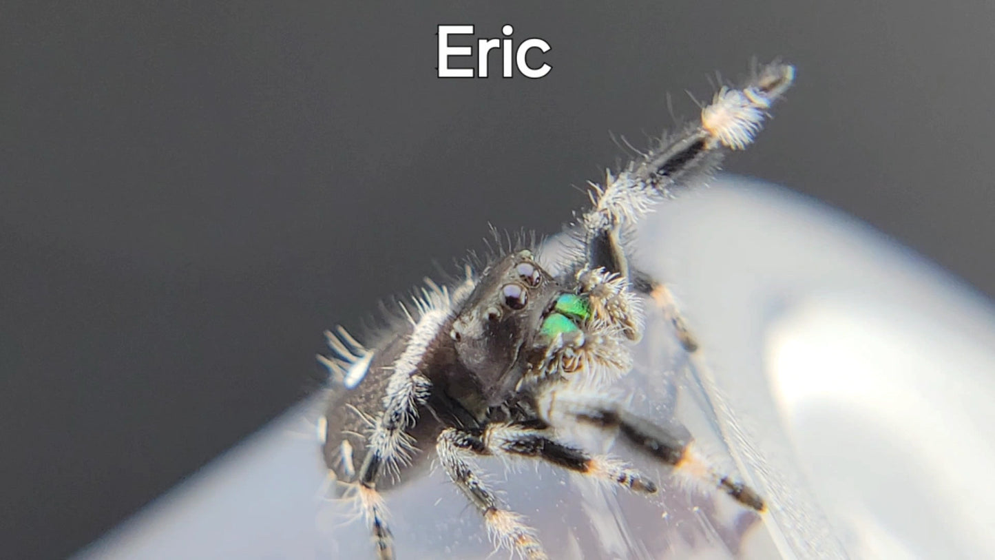 Eric - Male Regal (Shipping Invoiced Separately)