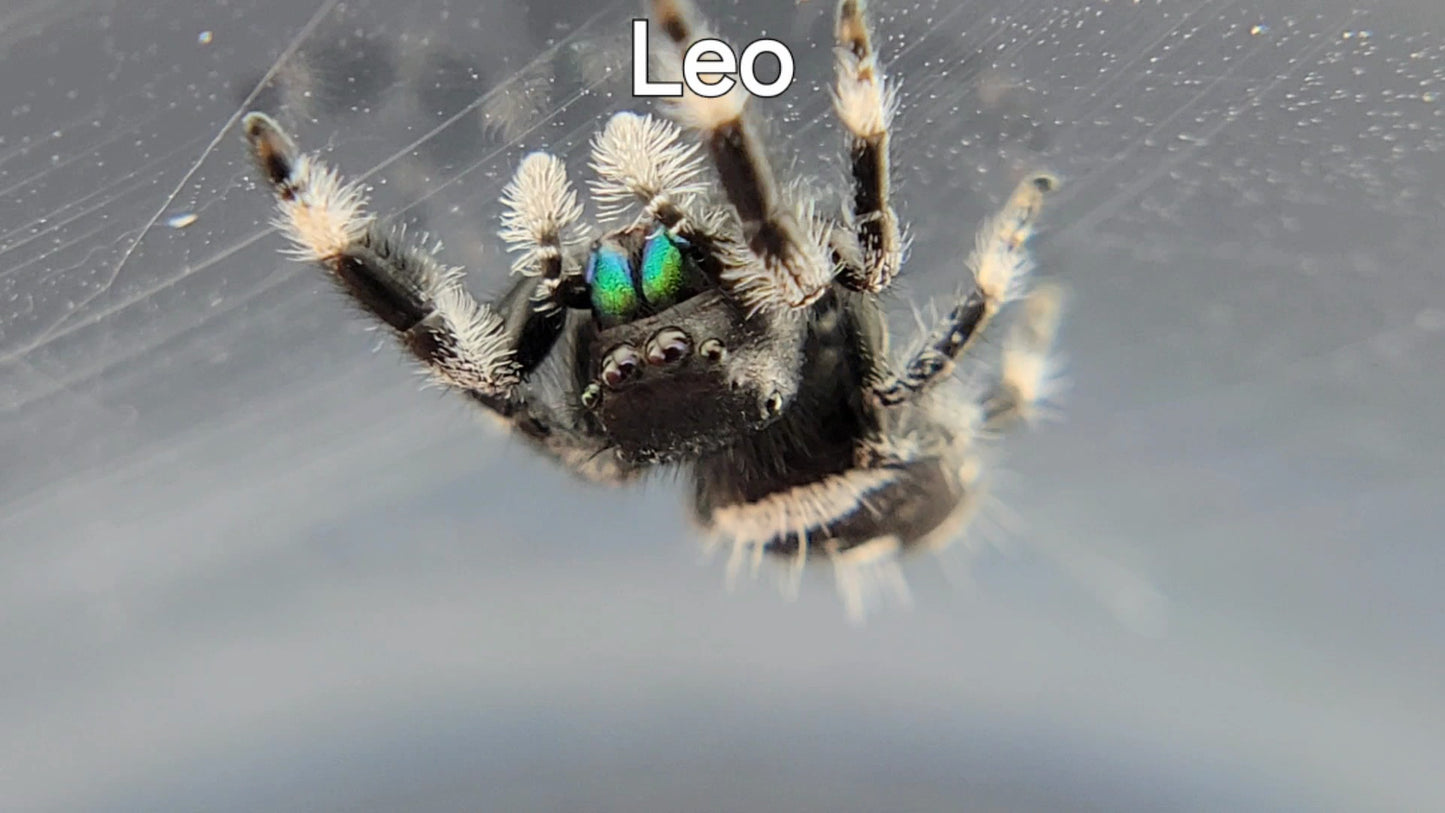 Leo - Male Regal (Shipping Invoiced Separately)