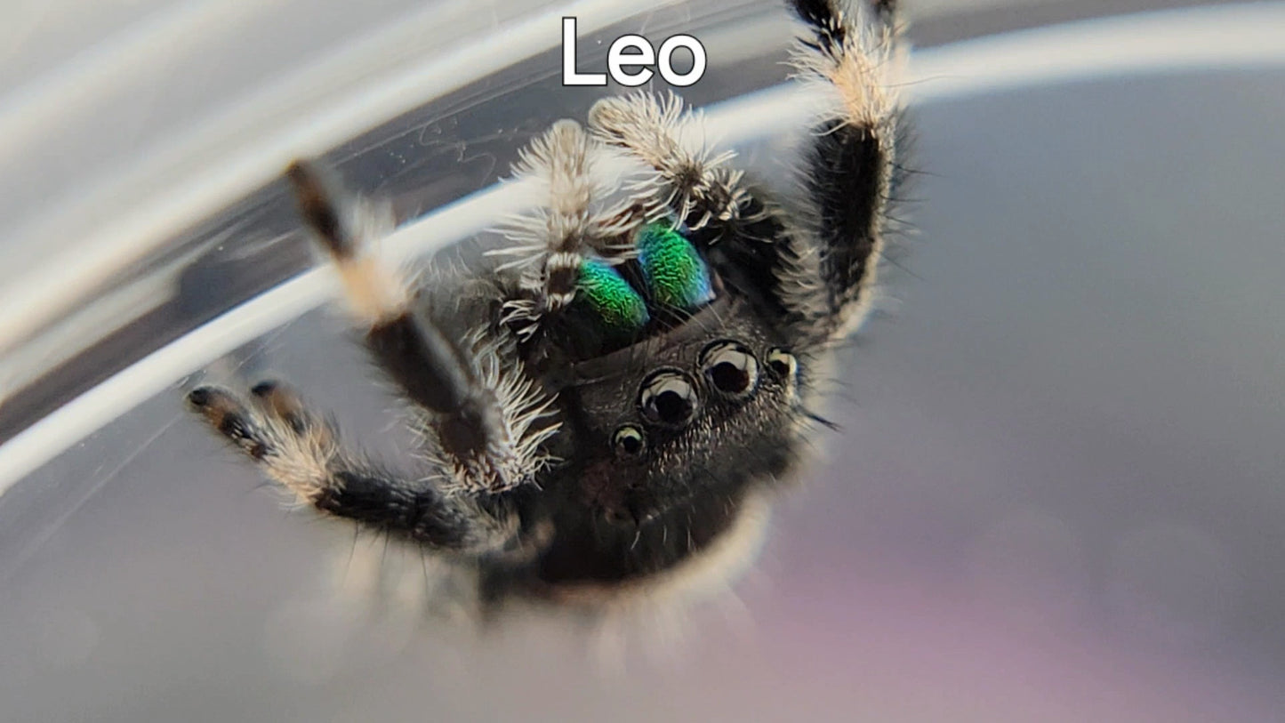 Leo - Male Regal (Shipping Invoiced Separately)