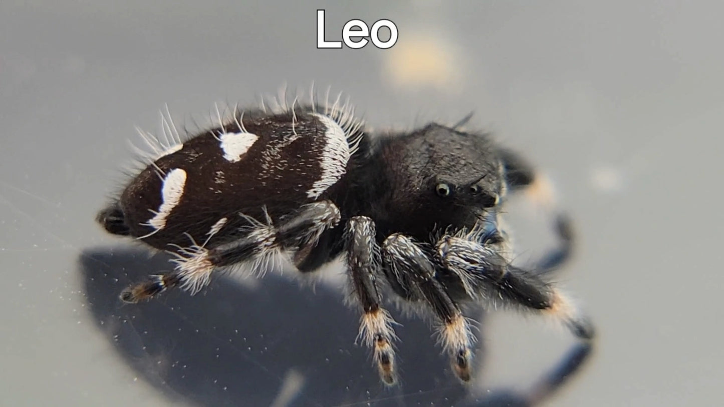 Leo - Male Regal (Shipping Invoiced Separately)