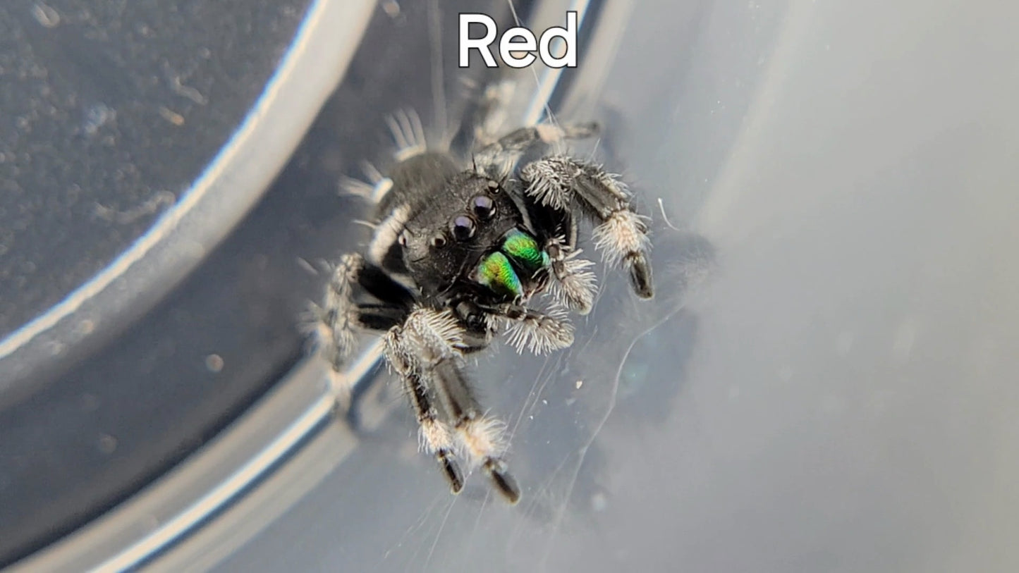 Red - Male Regal (Shipping Invoiced Separately)