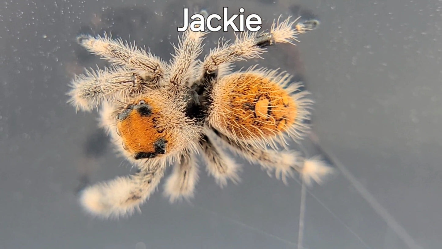 Jackie - Regal Female (Shipping Invoiced Separately)