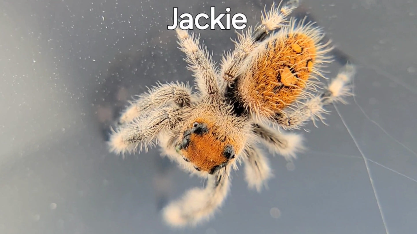 Jackie - Regal Female (Shipping Invoiced Separately)