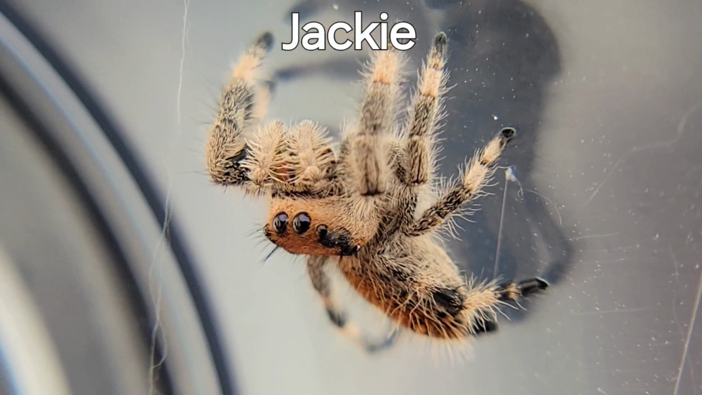 Jackie - Regal Female (Shipping Invoiced Separately)