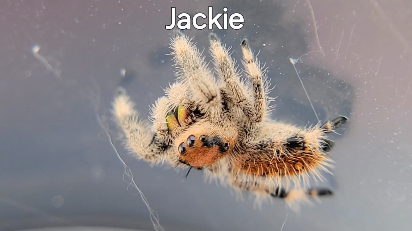 Jackie - Regal Female (Shipping Invoiced Separately)