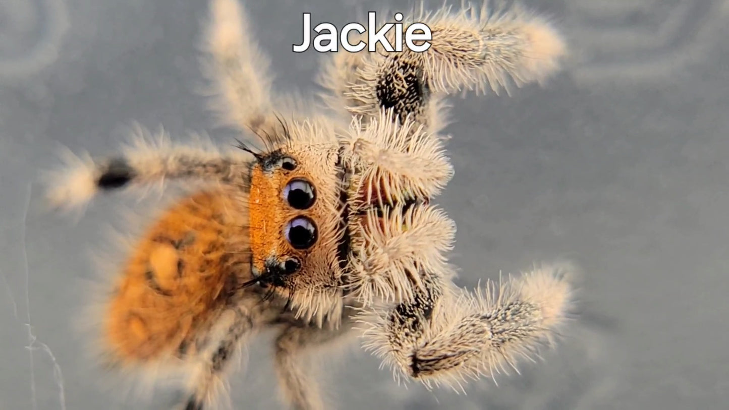 Jackie - Regal Female (Shipping Invoiced Separately)