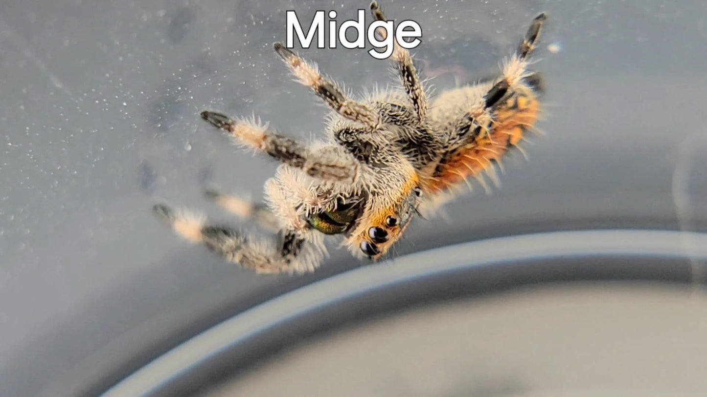 Midge - Female Regal (Shipping Invoiced Separately)