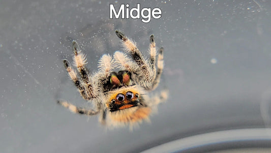 Midge - Female Regal (Shipping Invoiced Separately)