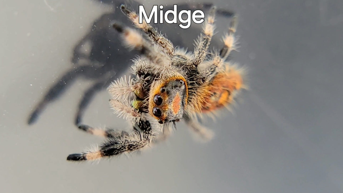 Midge - Female Regal (Shipping Invoiced Separately)