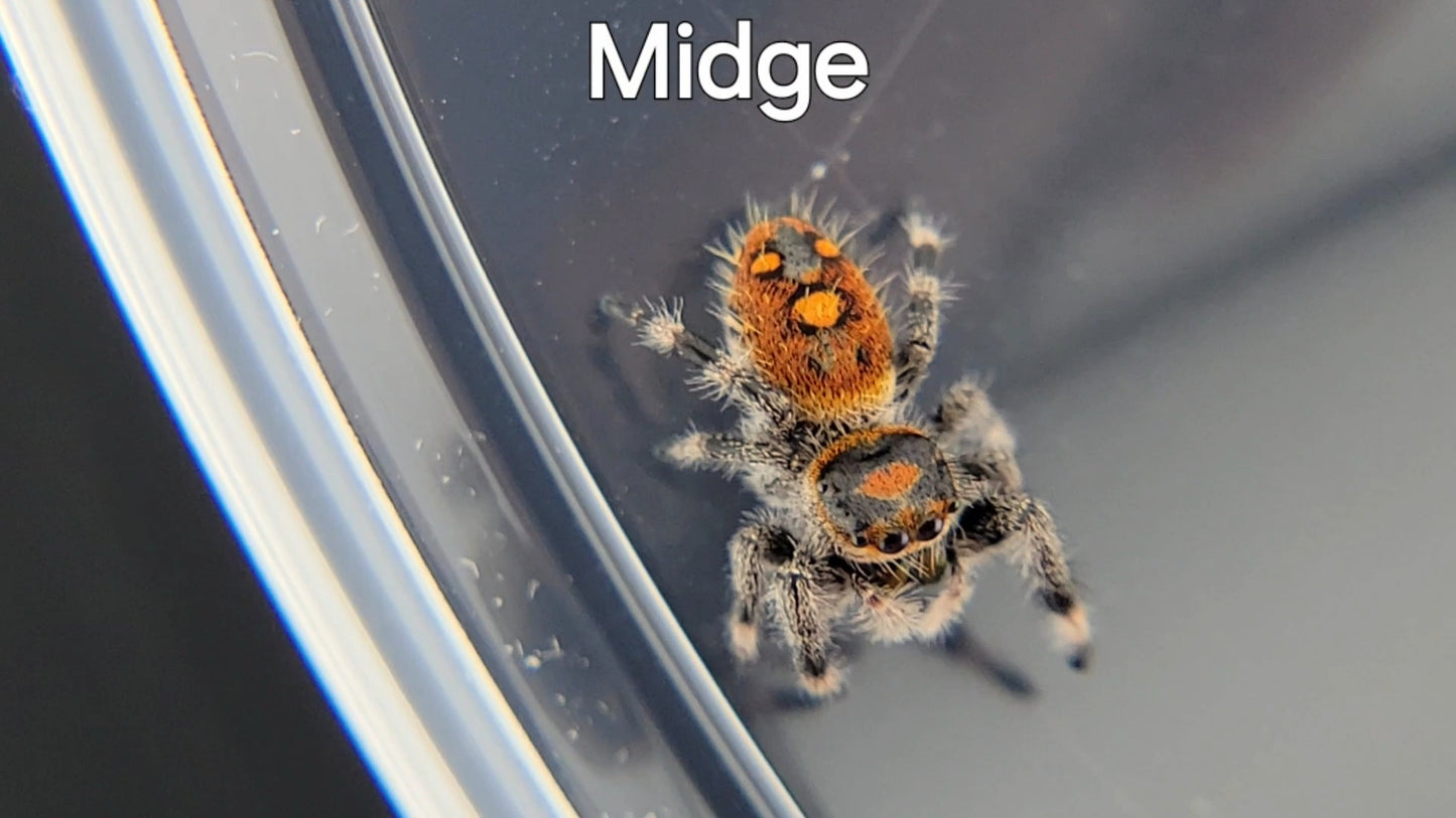 Midge - Female Regal (Shipping Invoiced Separately)