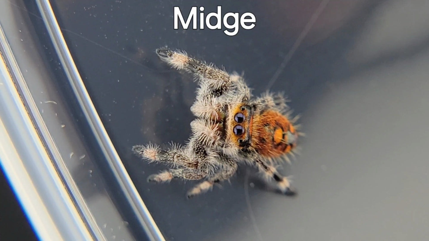 Midge - Female Regal (Shipping Invoiced Separately)