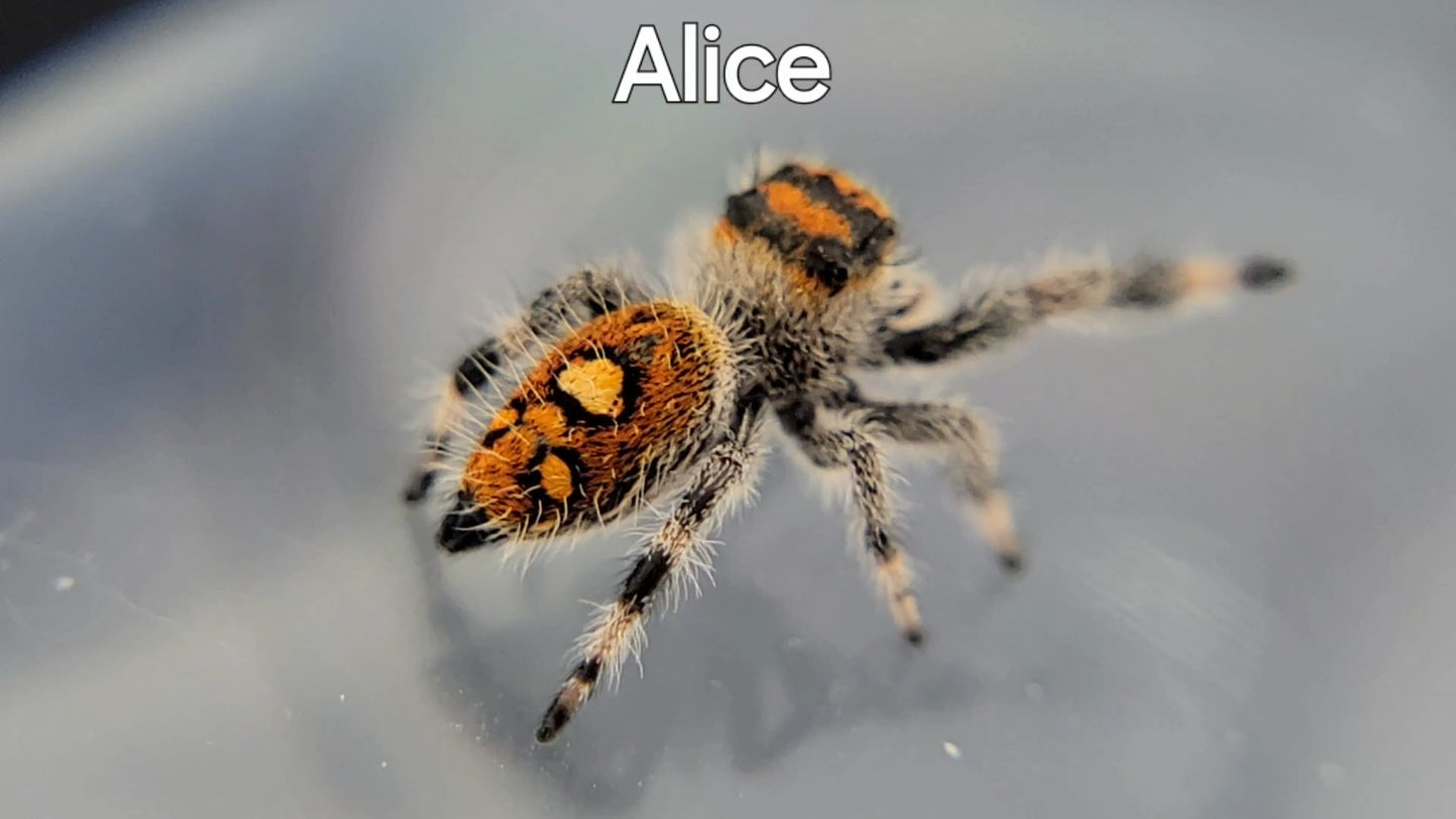 Alice - Female Regal (Shipping Invoiced Separately)