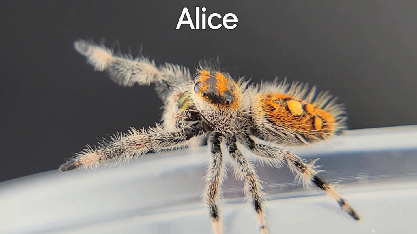 Alice - Female Regal (Shipping Invoiced Separately)