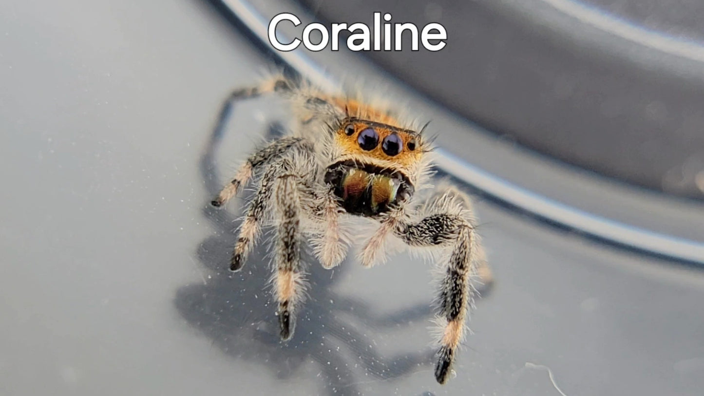 Coraline - Female Regal (Shipping Invoiced Separately)