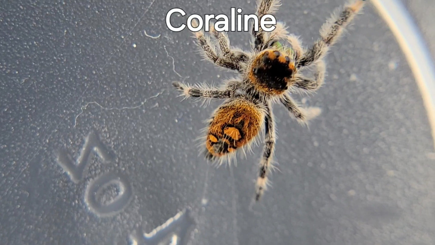 Coraline - Female Regal (Shipping Invoiced Separately)