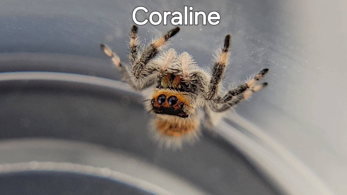 Coraline - Female Regal (Shipping Invoiced Separately)