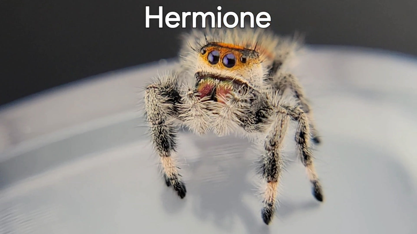 Hermione - Female Regal (Shipping Invoiced Separately)